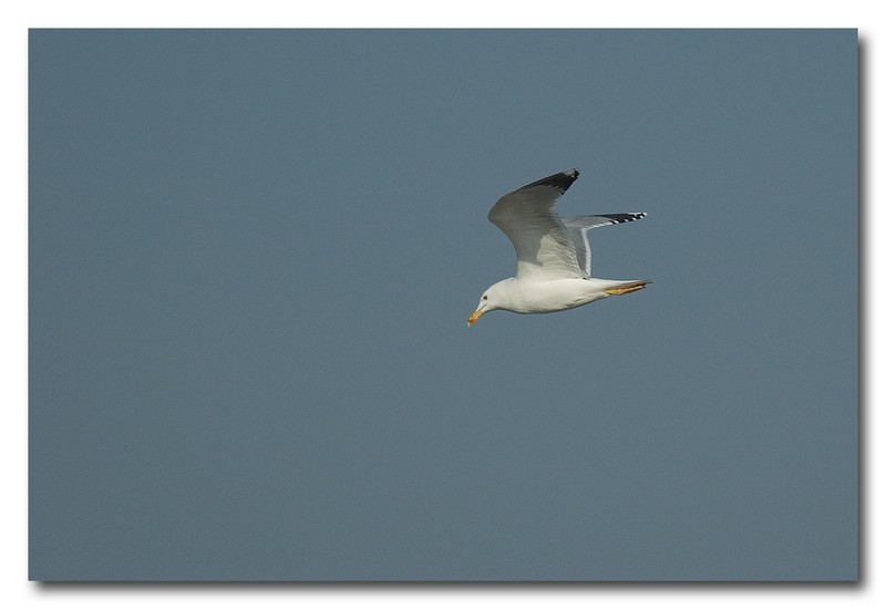 Gabbiano reale mediterraneo - Larus cachinnans